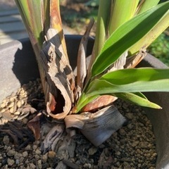 ストレチア　極楽鳥花　開花株　1000円の画像