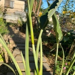 ストレチア　極楽鳥花　開花株　1000円の画像