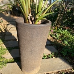 ストレチア　極楽鳥花　開花株　1000円の画像