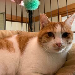 正式譲渡済み　人好きなきれいな猫　オス　2~3歳（推定）