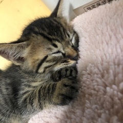 子猫里親募集