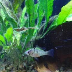 ドイツラミレジィ（幼魚）
