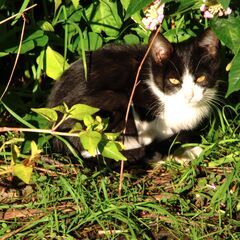 白黒子猫三匹 (10/26さらに画像更新しました)