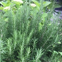 無農薬 無除草剤 摘みたてローズマリー カット苗 切り枝 挿し木 挿し穂の画像
