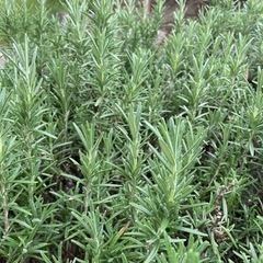 無農薬 無除草剤 摘みたてローズマリー カット苗 切り枝 挿し木...