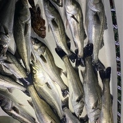 魚を捌いて下さい！多少雑でもOKです。