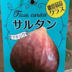 サルタン(イチジク)を譲って下さる方お願いします🙇