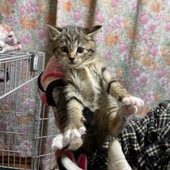 キジシロ子猫