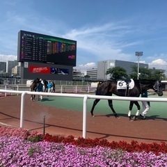 競馬観戦好きいますか〜♪現地観戦