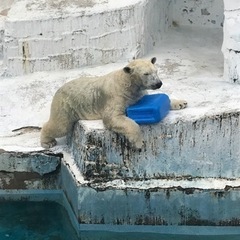 【女性のお友達】動物園や水族館が好きな方！🐻‍❄️