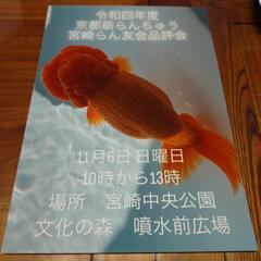 らんちゅうの品評会