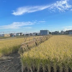 大口取引歓迎！わら藁ワラ稲藁いなわら