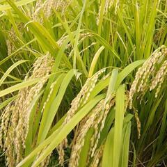 在庫限り　残り6袋　令和４年度　新米　にこまる　玄米30キロ