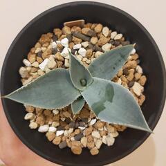 ☆3　アガベ　ドラゴントゥースの画像