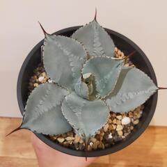 ☆3　アガベ　ドラゴントゥースの画像