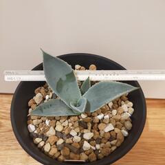 ☆3　アガベ　ドラゴントゥースの画像