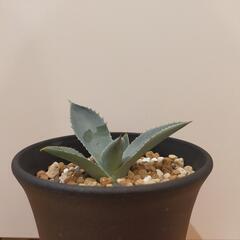 ☆3　アガベ　ドラゴントゥースの画像