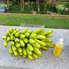 島バナナ　1kg500円の画像