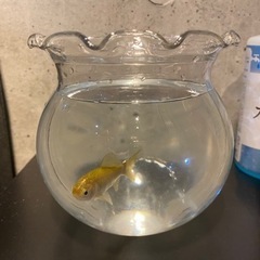 和金魚の里親を募集します。