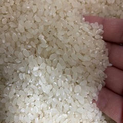 古米　差し上げますの画像