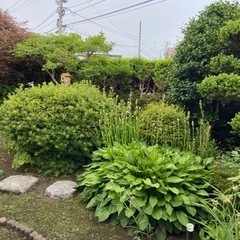 庭木石　植物お好きな方⭐︎