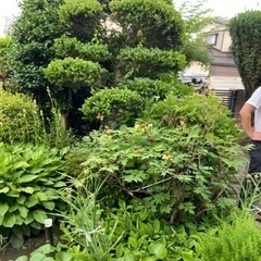 庭木石　植物お好きな方⭐︎の画像
