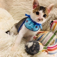 🌙里親募集5匹兄妹🌙