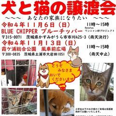 犬と猫の譲渡会～あなたの家族になりたい～～