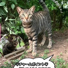 地域猫ちゃん里親募集