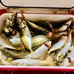 横浜ボートアジング