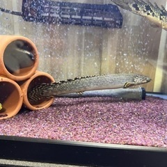ポリプテルス オルナティピンニス 8-10cm 1匹 東南アジア