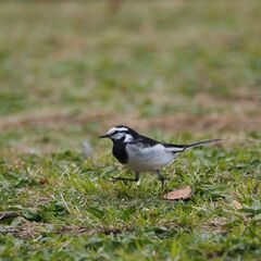 白鳥飛来地に行きませんか（写真撮影・日帰り） - 渋谷区