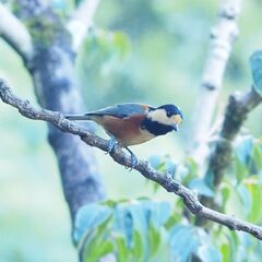 白鳥飛来地に行きませんか（写真撮影・日帰り） - 友達