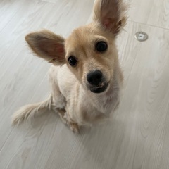 チワックス　男の子　里親募集です