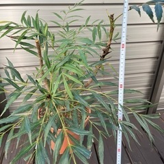 ヒイラギナンテン　柊南天　常緑樹　庭　ガーデン　観葉植物