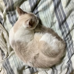 猫の里親募集