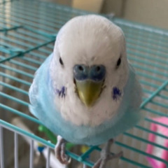 インコ　5歳