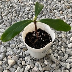 沈丁花｛今年の4月に挿木）