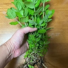 スペアミント　苗　たくさんあります