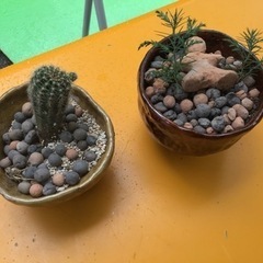 植物　サボテン　