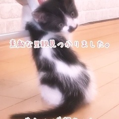みんな素敵な里親見つかりました。ありがとうございました。