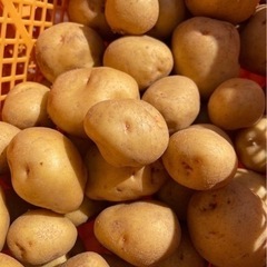 じゃがいも キタアカリ 1kg300円!!詰め放題もあり!!