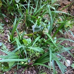 庭の植物の画像