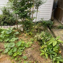 庭の植物の画像