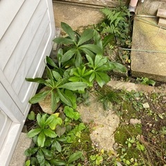 庭の植物の画像