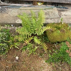庭の植物