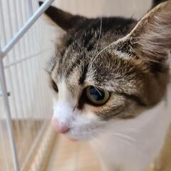 ずっとのお家決まりました！キジ白ちゃん 費用負担不要にしました❣️ - 米子市