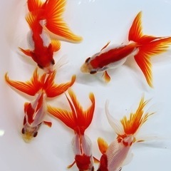 綺麗　飯田産　更紗琉金　金魚　きんぎょ