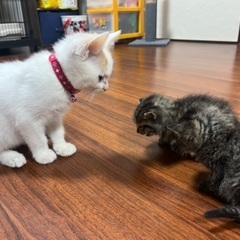 猫用品