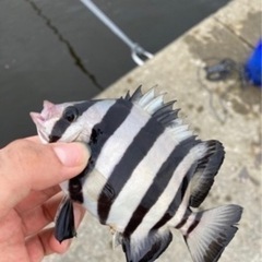 須磨海岸🐟釣り仲間募集🐟おかっぱり釣りクラブ - その他